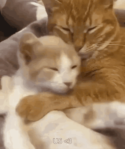 Holaroberto3 GIF