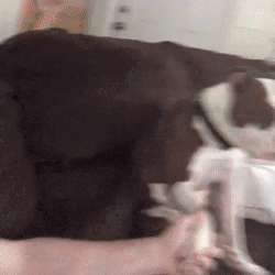 Holding Hands Cute Dog GIF
