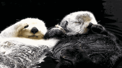Holding Hands Sea Otter Couple GIF