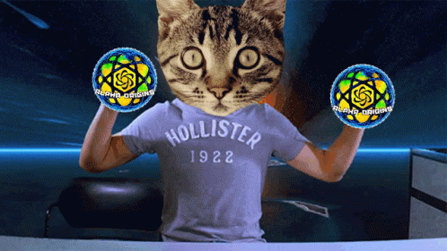 Hollister 1922 T-Shirt With Cat Head GIF