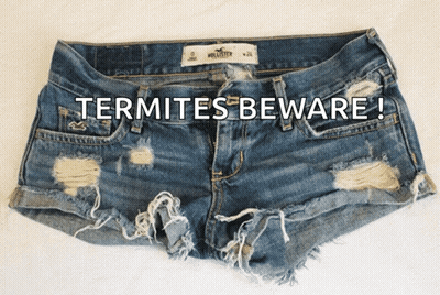Hollister Shorts Termites Beware GIF