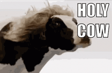 Holy Cow Moly Meme GIF