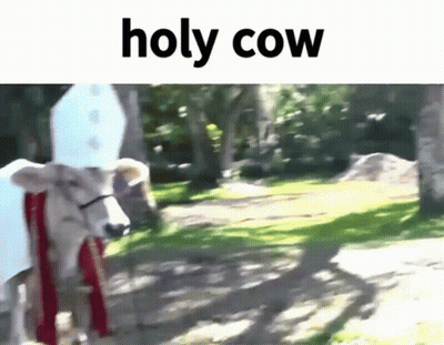 Holy Cow Walking Down Park Path GIF
