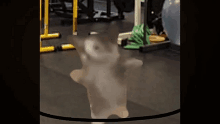 Holy Moly Meme Dancing Cat GIF