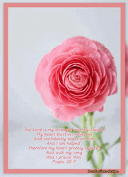 Holy Saturday Persian Buttercup GIF