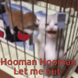 Homan Please Let Me Out GIF