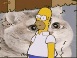 Homer Disappearing On White Cat GIF