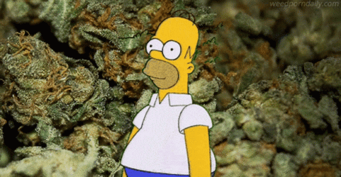 Homer Disappearing Weed Buds GIF