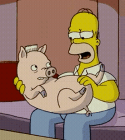 Homer Simpson Holding Pig With Toothbrush On Head GIF