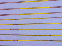 Homer Spy Through Blinds GIF