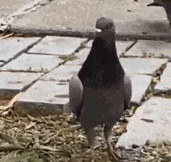 Homing Pigeon Dancing GIF
