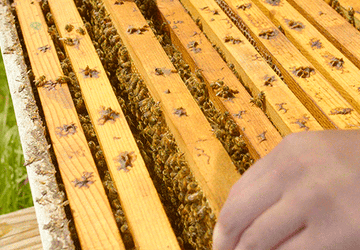 Honey GIF