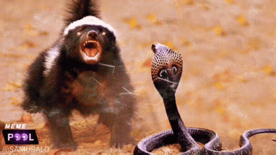 Honey Badger And Snake With Meme Pool Logo GIF