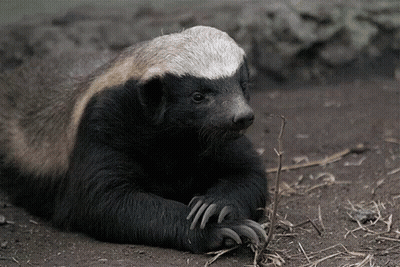 Honey Badger Laying On Ground With Claws Extended GIF