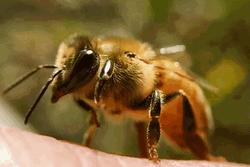 Honey Bee Moving Front Legs GIF