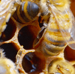 Honeybee Bees Emerging