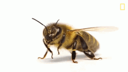 Honeybee Close Up Look GIF