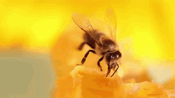Honeycomb Bee Close-up