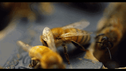 Honeycomb Bees Crawl Fly