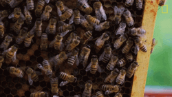 Honeycomb Bees Swarm