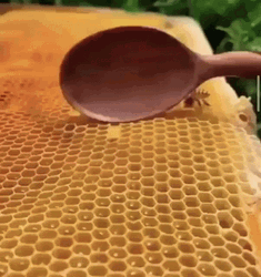 Honeycomb Scoop Of Honey