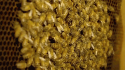 Honeycomb Selective Focus