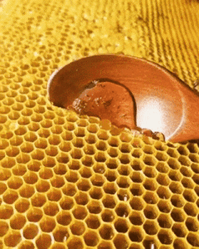 Honeycomb With Spoon GIF