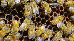 Honeycomb Yellow Bees