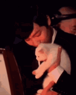 Honggi Cat GIF