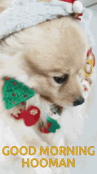 Hooman Good Morning Dog GIF