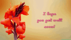 Hope You Feel Better Soon Canna Lily GIF