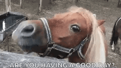 Hope You're Having A Good Day Horse Smile GIF