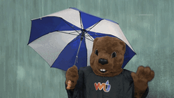 Hopeless Bear In Rain