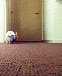Hopping Bunny Carrying Rabbit Toy GIF