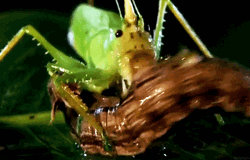 Horned Katydid Vs. Leech GIF