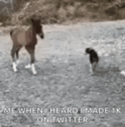 Horse And Dog Standing In Field GIF