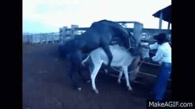 Horse And Donkey Standing In Fenced Area GIF