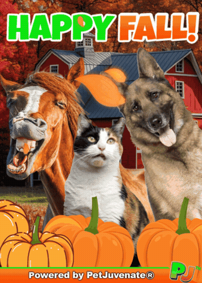 Horse Cat And Dog Standing Next To Pumpkins Happy Fall GIF