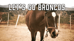 Horse Cheers Let's Go Broncos GIF