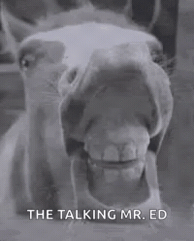 Horse Close Up Mouth Open GIF