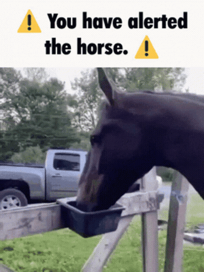 Horse Drinking From Bucket And Alerted GIF