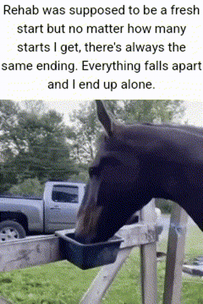 Horse Drinking Water From Bucket On Fence GIF