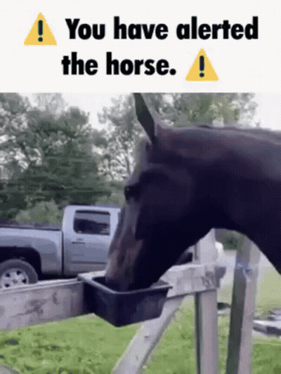 Horse Drinking Water With You Have Alerted The Horse GIF