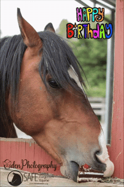 Horse Eating Cake Happy Birthday GIF