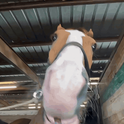 Horse Face Close Up With Bridle GIF