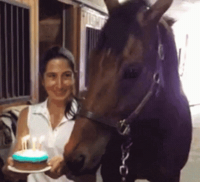 Horse Face Say What You're 17 Happy Birthday GIF