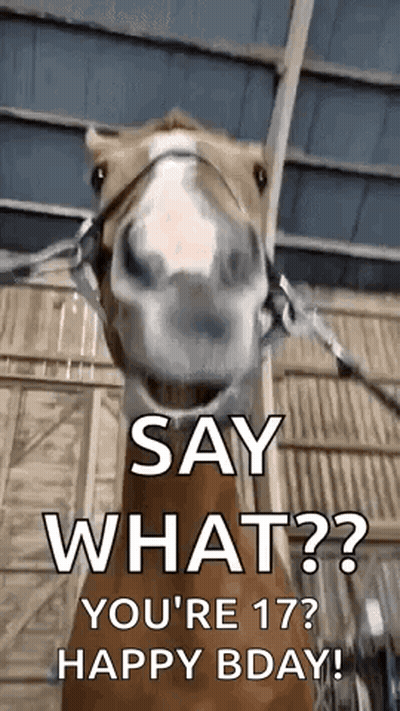 Horse Face Say What You're 17 Happy Birthday GIF