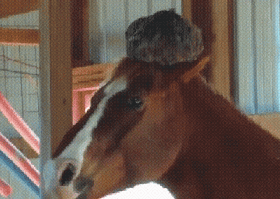 Horse Face With Bird On Head GIF