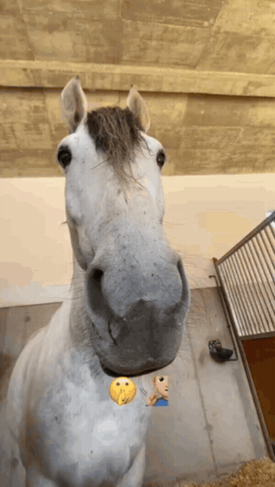 Horse Face With Smiley Face On Neck GIF