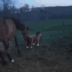 Horse GIF